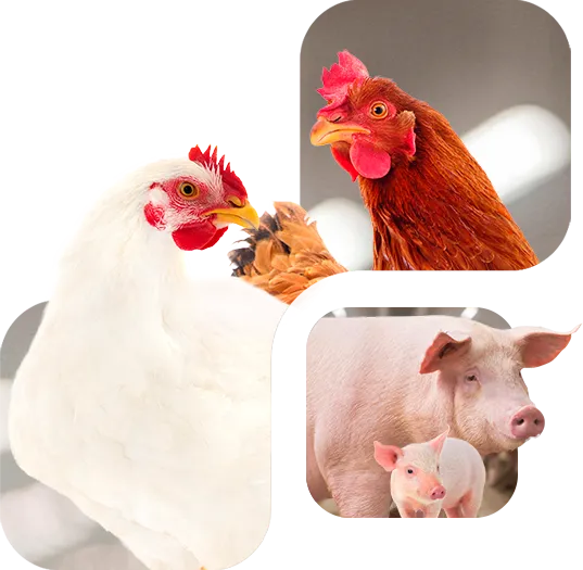 Gallinas y cerdos en grid, Panbonis de Nuproxa con vitamina D3 para salud osea y reproduccion LATAM.