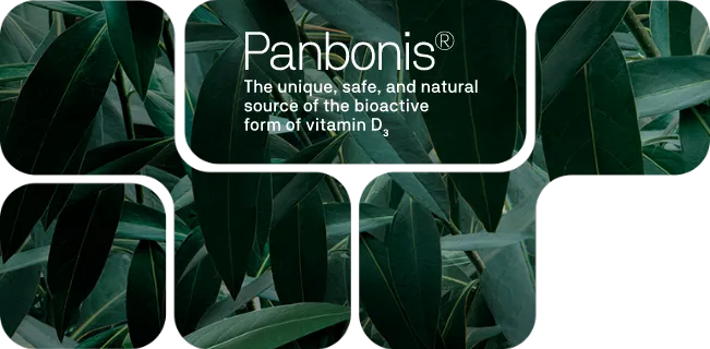 Hojas oscuras de Solanum glaucophyllum con Panbonis, vitamina D3 activa natural de Nuproxa en LATAM.