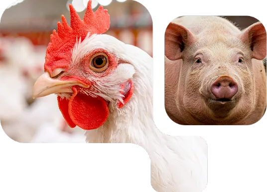 Nuproxa C-Power product highlight for poultry and swine, natural additive for animal performance and gut health.