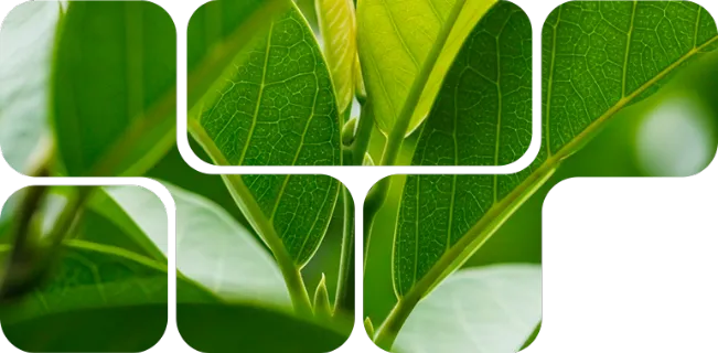 Folhas verdes naturais em mosaico representando ingredientes fitogênicos do C-Power Nuproxa para nutrição animal.