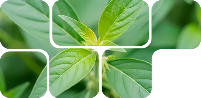 Hojas verdes frescas en mosaico representando ingredientes naturales del LivoLiv 250 Nuproxa para salud hepática.