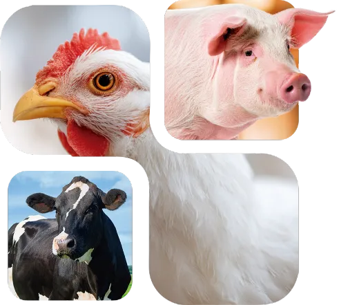 Chicken, pig and dairy cow highlighting Nuproxa Natu-B4, natural B vitamins for poultry, swine and ruminants.