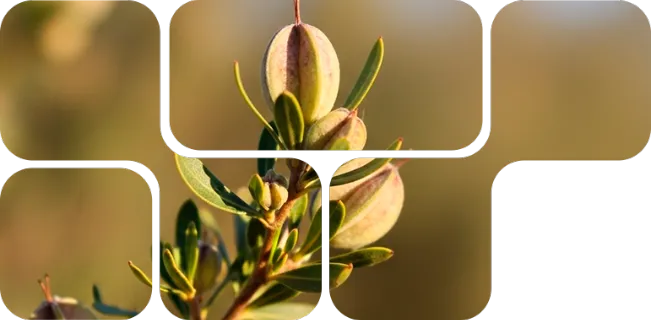 Graine botanique en mosaïque représentant ingrédients Natu-B4 Nuproxa, source végétale de vitamines B naturelles.