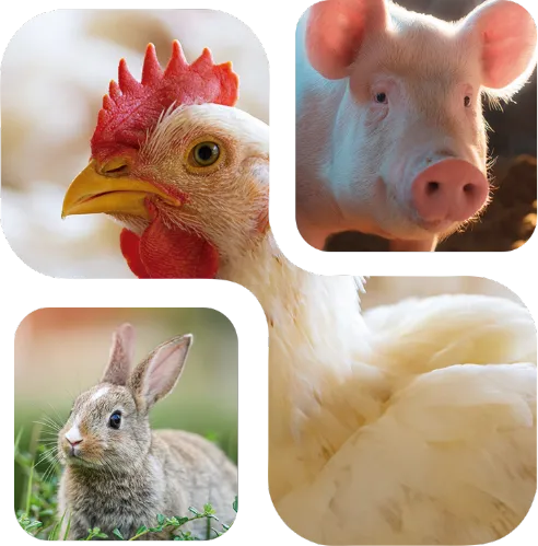 Chicken, pig and rabbit grid, species benefiting from Nuproxa NuxaFen for antioxidant support in nutrition.