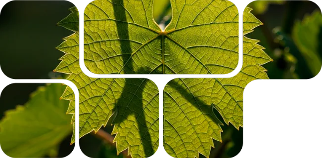 Grapevine leaves in grid layout, botanical origin of Nuproxa NuxaFen phytogenic for animal health total.