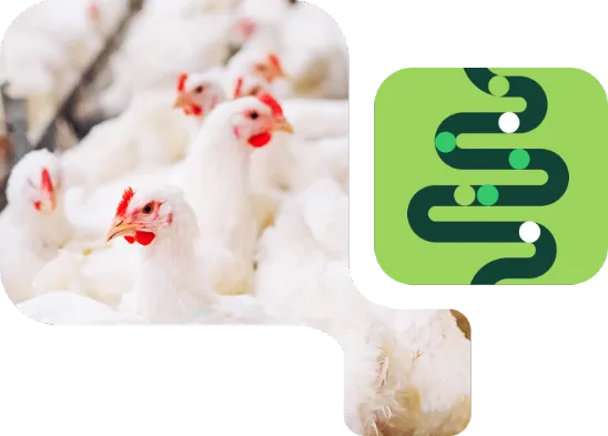 Frangos de corte e icone verde intestinal, NuxaSan da Nuproxa para imunidade e saude intestinal aviaria.