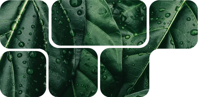 Mosaico de folhas verdes com gotas, solucao fitogenica NuxaSan da Nuproxa em nutricao animal sustentavel.
