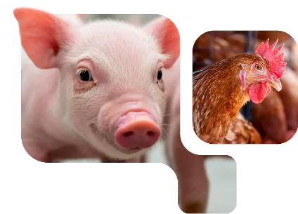 Leitão rosa com galinha caipira destacando OptiMethione Nuproxa para nutrição de aminoácidos em suínos e aves.