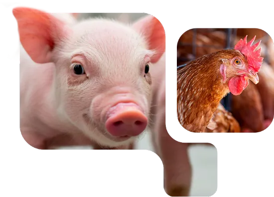 Lechón rosado con gallina campera destacando OptiMethione Nuproxa para nutrición de aminoácidos en cerdos y aves.