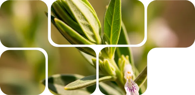 Plantas medicinales en mosaico representando ingredientes botánicos del OptiMethione Nuproxa para nutrición animal.