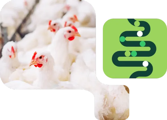 Frangos brancos com ícone de intestino verde destacando PeptaSan Nuproxa para saúde intestinal de aves de corte.