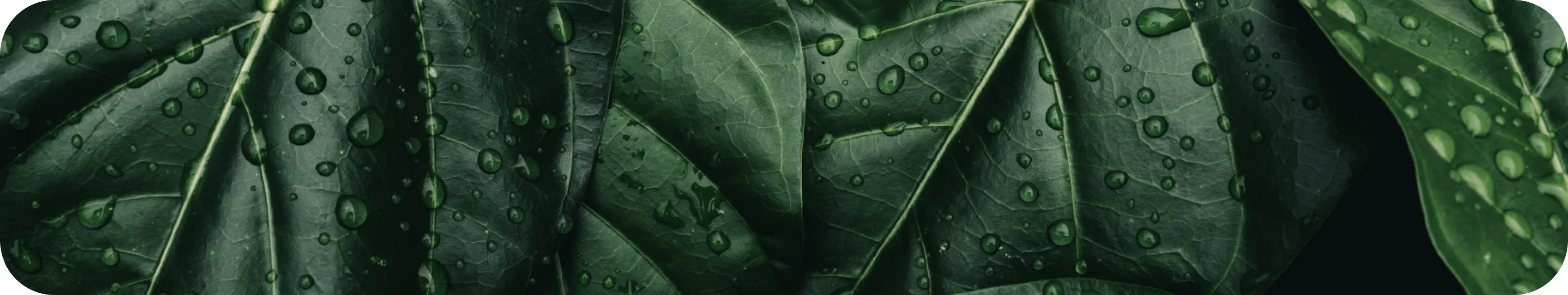 About Us - Nuproxa