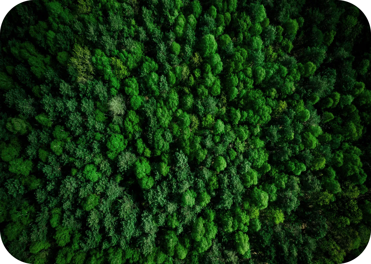 Vmv Floresta