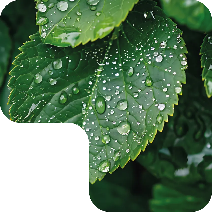 Plants