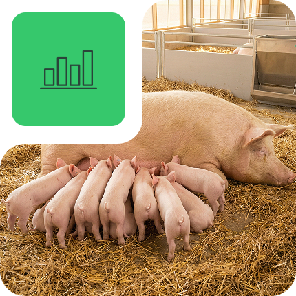 Through a personalized approach, NAP – Swine: 