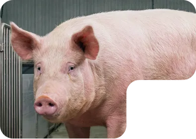What do we offer with NAP – Swine?&nbsp;