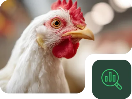 What do we offer with NAP – Poultry?