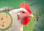 Miniatura Nuproxa Eimeria en aves con gallina y ooquiste microscopico en fondo verde aviario LATAM