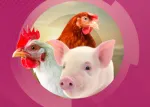 Thumbnail LivoLiv Nuproxa com galo galinha e leitao saude hepatica na nutricao animal