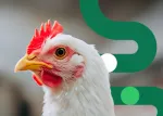 NuxaSan Nuproxa thumbnail gut health in poultry with white hen green icon