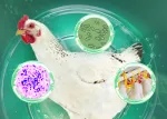 Miniatura coccidiosis aves Nuproxa patógenos y soluciones salud intestinal avícola LATAM