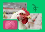 Thumbnail LivoLiv Nuproxa saude hepatica avicola com galinha branca e icone figado em aves