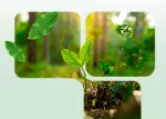 Miniatura Nuproxa sostenibilidad con hojas y plantones simbolizando ESG en la nutricion animal LATAM