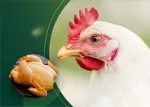 Miniatura con pollo vivo y carne asada ilustrando calidad avícola en nutrición animal Nuproxa