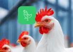 Thumbnail hens with NuxaSan poultry icon Nuproxa gut health and performance