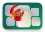 Miniatura Natu-B4 LATAM de Nuproxa con pollo broiler para nutrición avícola y salud hepática