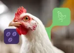 Miniatura NuxaSan Nuproxa con pollo blanco para salud intestinal y control bacteriano en aves