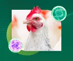 Thumbnail PeptaSan Nuproxa para coccidiose e saude intestinal em aves com galinha branca hoje
