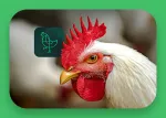 Thumbnail Natu-B4 Nuproxa campaign rooster poultry icon plant choline animal nutrition