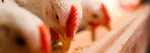 Cabecera con pollos broiler alimentándose en granja para nutrición avícola Nuproxa saludable