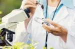 Scientifique examinant additif naturel au microscope, développement Nuproxa nutrition animale
