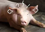 Thumbnail suino estressado para blog Nuproxa bem-estar animal e manejo em suinocultura moderna