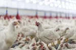 Poulets de chair en poulailler moderne, additifs naturels Nuproxa immunité avicole