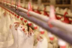 Pollos broiler en bebederos nipple para manejo hídrico y nutrición avícola Nuproxa programas