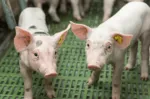 Lechones en guardería con piso plástico para nutrición porcina y salud gastrointestinal Nuproxa