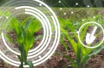 Miniatura cultivo de maíz con tecnología agrícola para nutrición animal sostenible Nuproxa