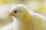 Yellow chick close-up early phase poultry health animal nutrition Nuproxa brooding