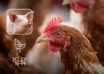 Miniatura Natu-B4 de Nuproxa con aves y cerdos para soluciones de nutrición y salud animal