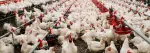 Galpon avicola con pollos de engorde en comederos para produccion intensiva avicola en granja LATAM