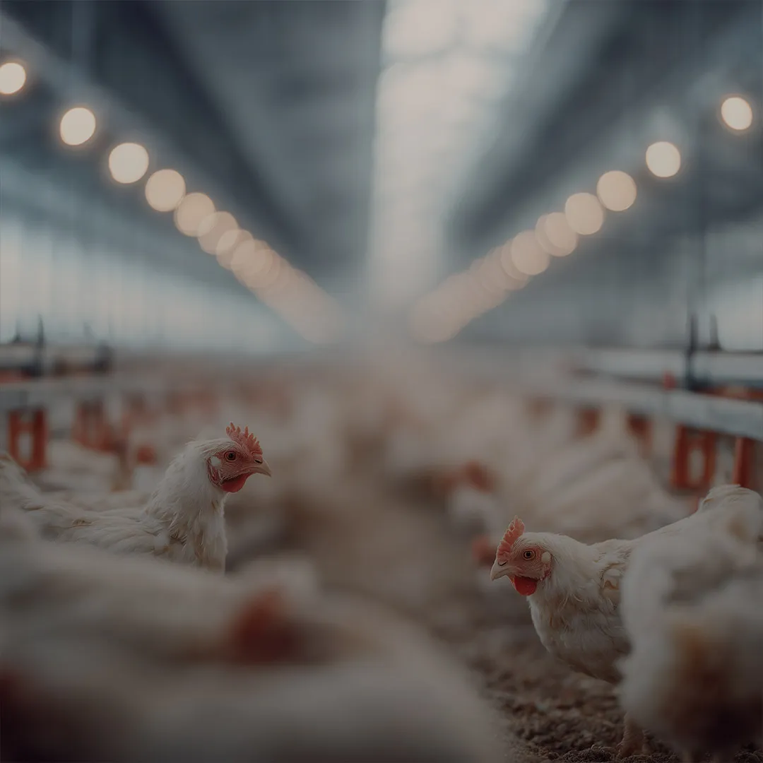 Chickens in poultry house with BioCholine Nuproxa plant choline for liver health nutrition