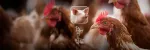 Brown laying hens with swine and poultry icons Natu-B4 Nuproxa choline campaign