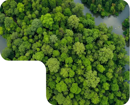 Aerial view of green forest representing Nuproxa environmental responsibility in nutrition