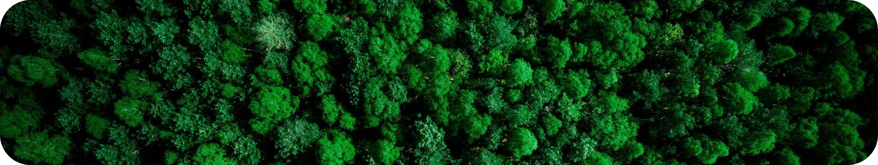 Green moss texture symbolizing Nuproxa environmental sustainability in animal nutrition