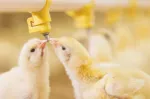 Chicks nipple drinker early poultry phase gut health Nuproxa animal nutrition brooding