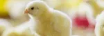 Article header newborn fluffy chick early poultry farming Nuproxa animal nutrition