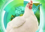 Thumbnail blog Nuproxa coccidiose aves com galinha branca e elementos verdes saude intestinal